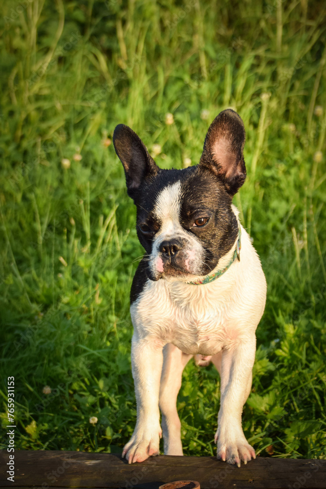Summer portrait of French buldog. He is so cute in the nature. He has so lovely face