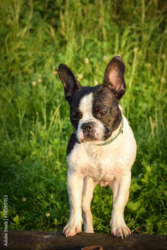 Summer portrait of French buldog. He is so cute in the nature. He has so lovely face © doda