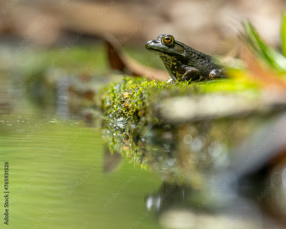 Fototapeta premium American Bullfrog on a shore 