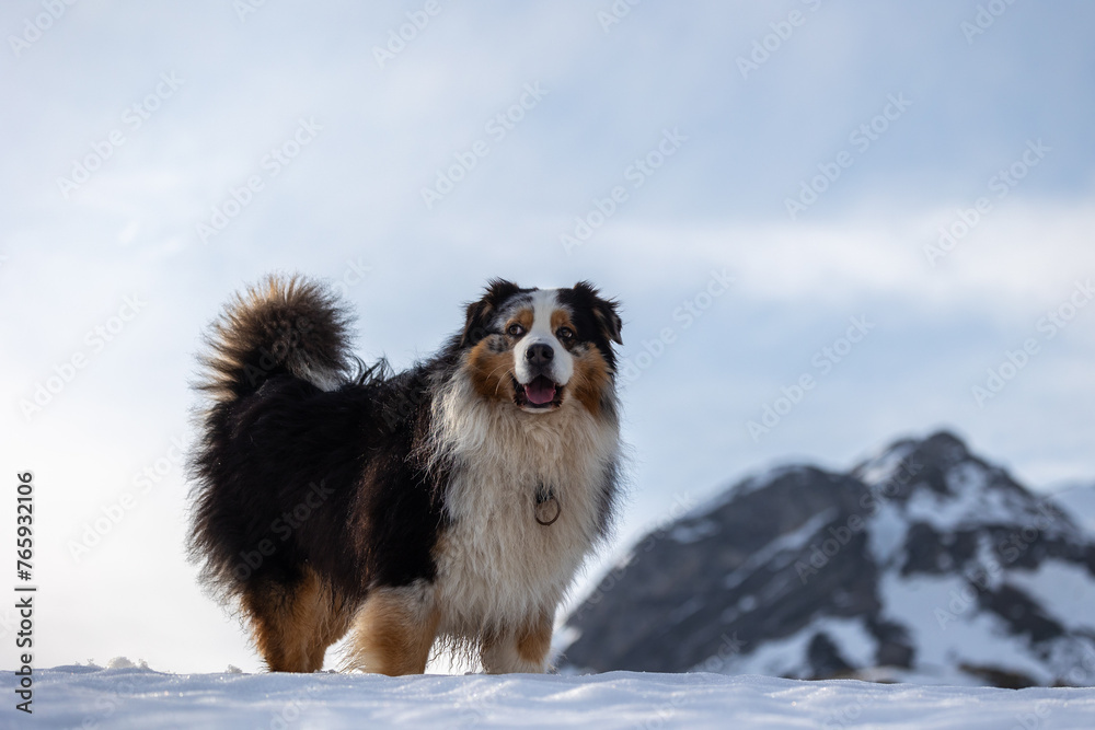 My dear dog enjoys the snow! My dear dog enjoys the snow!