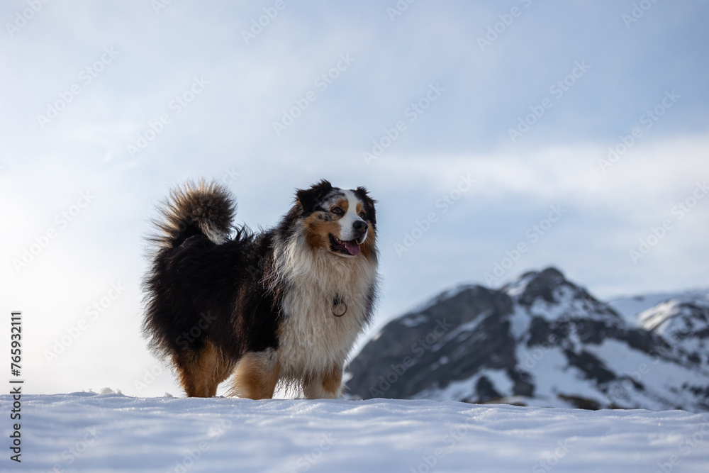 My dear dog enjoys the snow!