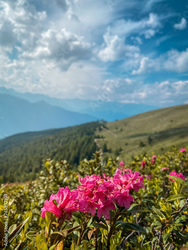 European Splendor: Alpen Rose Blossoms in the Glorious Sunlight of the Alps, Alto Adige