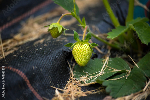 Unripe strawberry plant in the garden