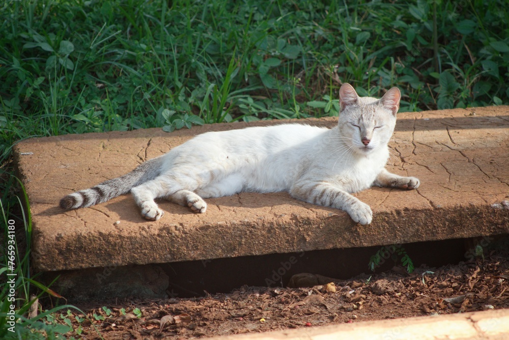 Obraz premium white cat on the fence