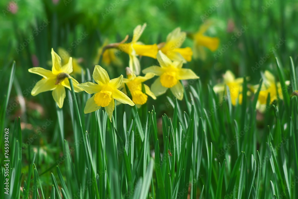 Beautiful yellow Daffodils (Narcissus Pseudonarcissus) blooming in a park