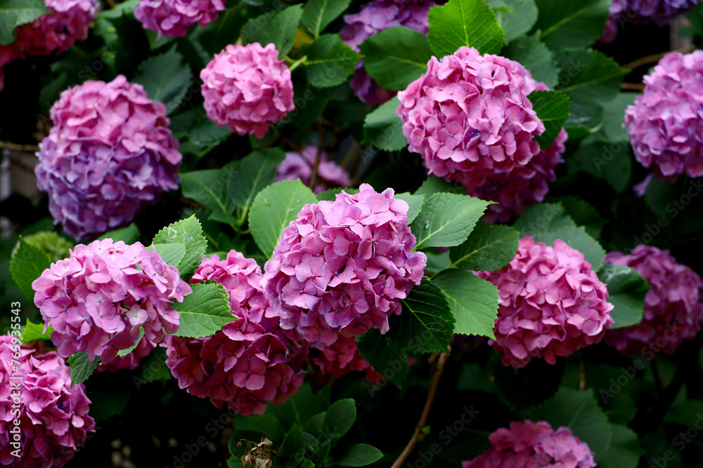 Reddish purple hydrangea blooming in a fresh green garden