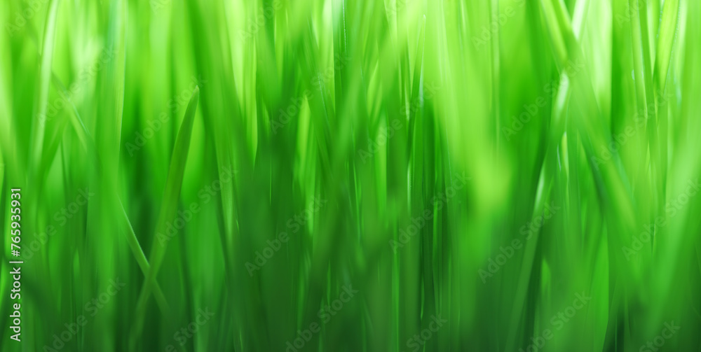 Close up of fresh green grass with shallow dof. Bright green nature background or wallpaper. Close up of fresh green grass with shallow dof. Bright green nature background or wallpaper.