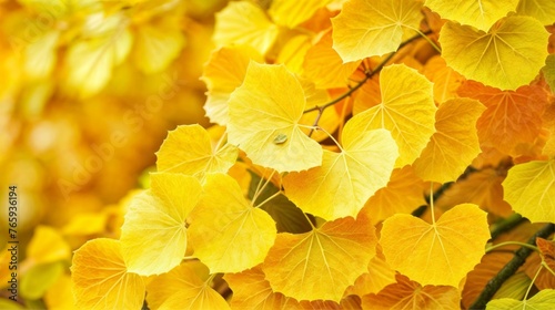 Yellow leaves of ginkgo tree in autumn, close-up © LAYHONG