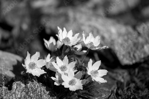 Grown in the rock, in the foreground a flowering plant of Pulsatilla alpina subsp. apiifolia, a perennial herbaceous plant with whitish and yellowish flowers, black and white version photo