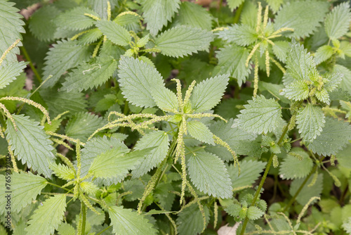 Urtica membranacea, also known as common nettle, burn nettle or stinging nettle photo