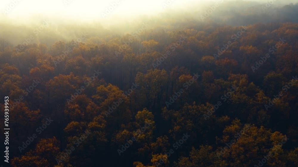 Misty autumn forest. Drone view Misty autumn forest. Drone view