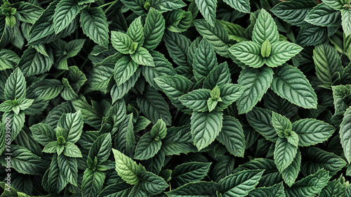 background of green mint leaves seamless pattern photo