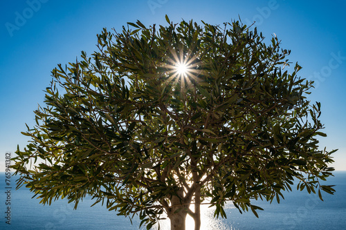 Sun rays passing through the leaves of a small tree, with the ocean in the 