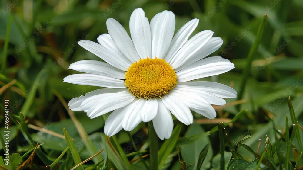 White Flower With Yellow Center in Grass White Flower With Yellow Center in Grass