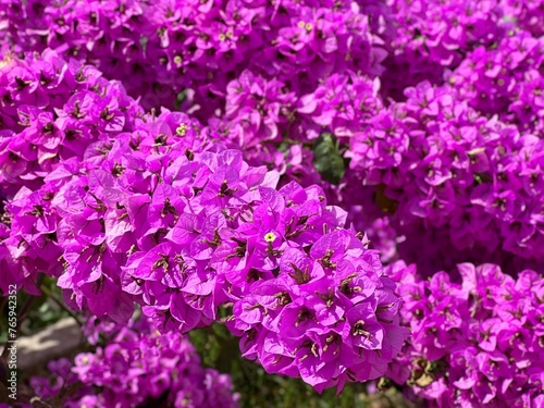 pink flowers bougainvillea