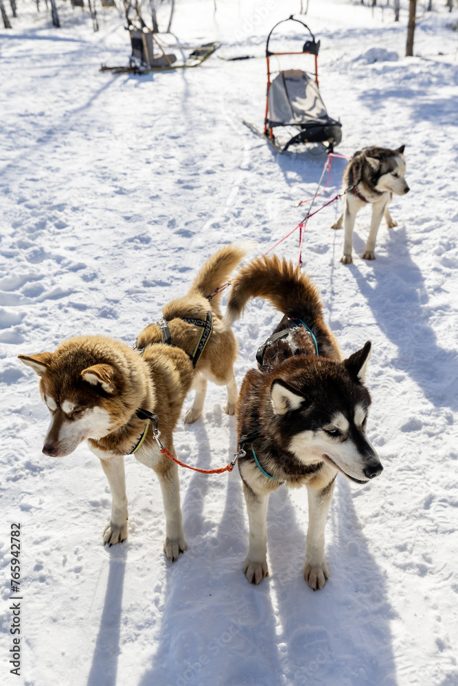 Russia. Ulyanovsk. Dog sledding with sled huskies.