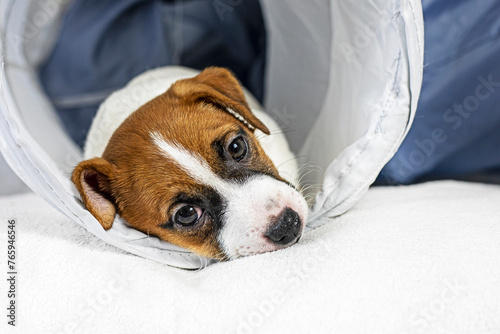 little Jack Russell Terrier puppy is playing in the pet tube. Caring for and raising puppies © Nataliia Makarovska