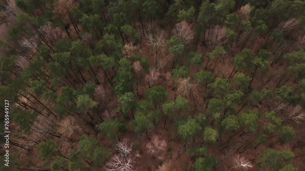 Aerial View of Mixed Forest with Evergreen and Deciduous Trees Aerial View of Mixed Forest with Evergreen and Deciduous Trees