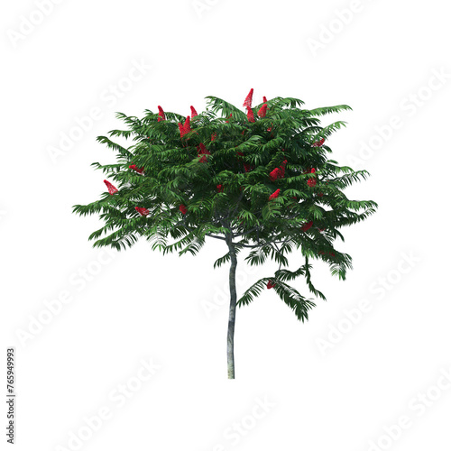 Foto Rhus typhina, the staghorn sumac, bushes, shrubs, evergreen, small tree, bush, t