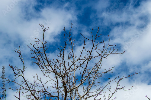 tree, clouds and blue sky © cyenidede