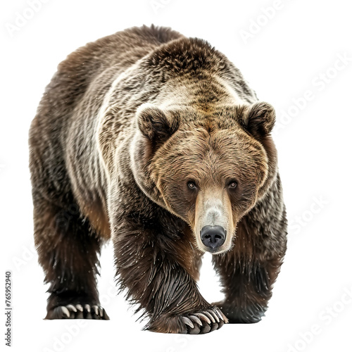 A powerful grizzly bear captured isolated on white or transparent background