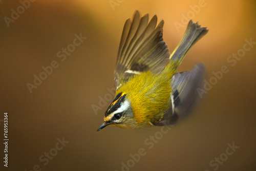 The common firecrest also known as the firecrest