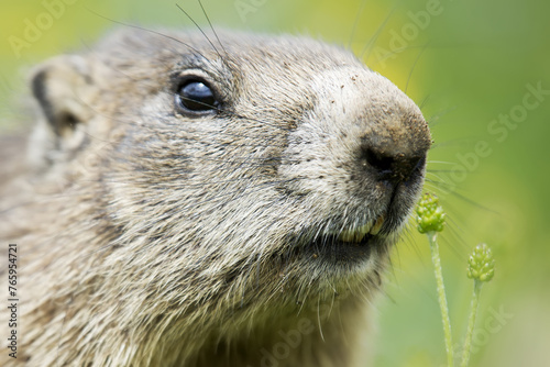 close up of a alpine marmot checking out the  surroundings in the Gran Paradiso National Park, Aosta Valley, Italy