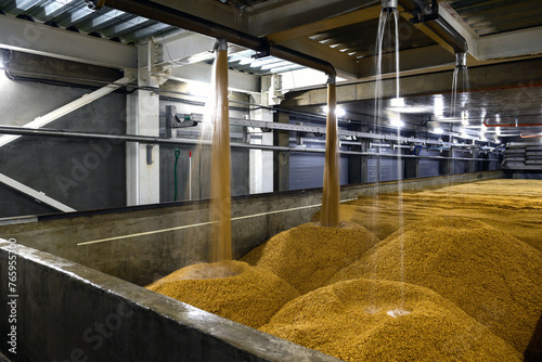 production of malt from wheat grain