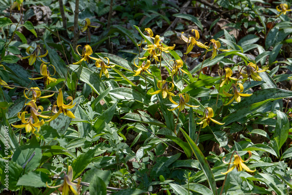 A colony of yellow trout lilies, Erythronium americanum, bloom in the moist woodlands of Pigeon Mountain in Georgia. They are named for their mottled leaves, which resemble trout markings. A colony of yellow trout lilies, Erythronium americanum, bloom in the moist woodlands of Pigeon Mountain in Georgia. They are named for their mottled leaves, which resemble trout markings.