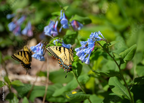 фотографія Tiger swallowtail butterflies sip nectar from Virginia Bluebell, a spring ephemeral native to eastern North America