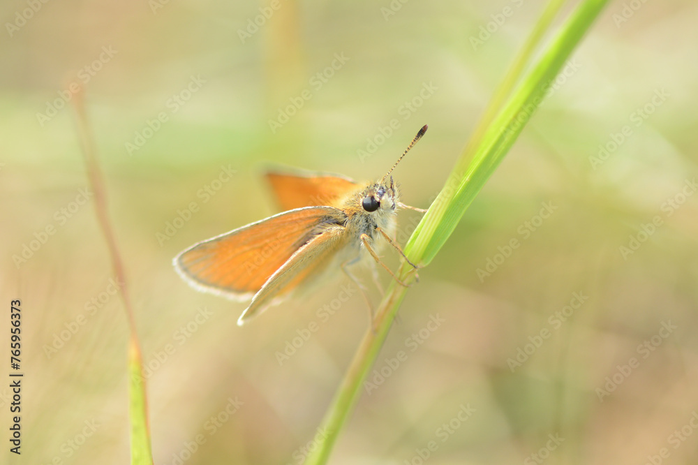 Small Skipper Macro Photo Close Up On A Blade of Grass Thymelicus sylvestris UK British Butterfly Small Skipper Macro Photo Close Up On A Blade of Grass Thymelicus sylvestris UK British Butterfly