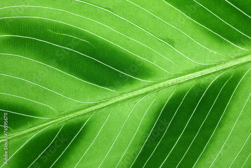 Peacock Plant or Zebra plant - Calathea zebrina - Detail of leaf photo