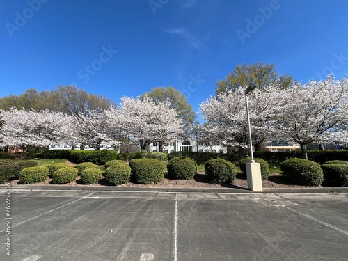 Beautiful blooming cherry tree blossoms against a deep blue sky in spring 