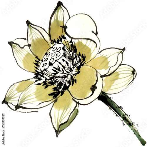 Watercolor illustration of lotus flower. Gohua, traditional chinese ink and wash painting.