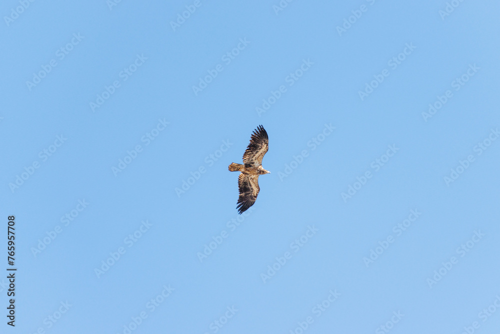 hawk in flight 3 hawk in flight 3
