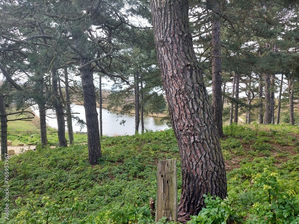 Trees by the lake Trees by the lake