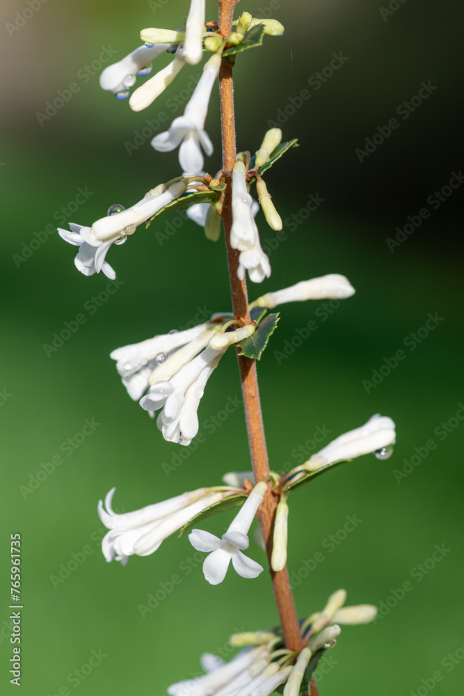 Close up of osmanthus delavayi flowers in bloom Close up of osmanthus delavayi flowers in bloom