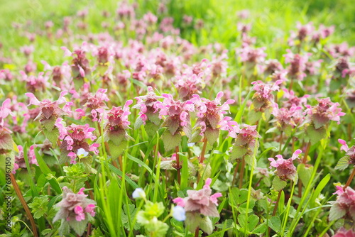 Lamium purpureum, red purple dead-nettle, purple archangel is annual herbaceous flowering plant. Zygomorphic flowers with a top hood-like petal, two lower lip petal lobes and minute fang-like lobes. photo