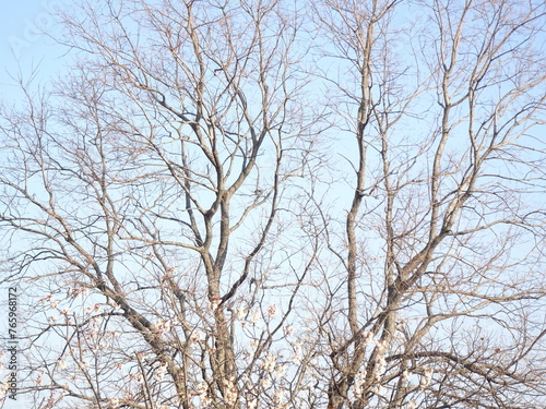 冬の大きな落葉樹