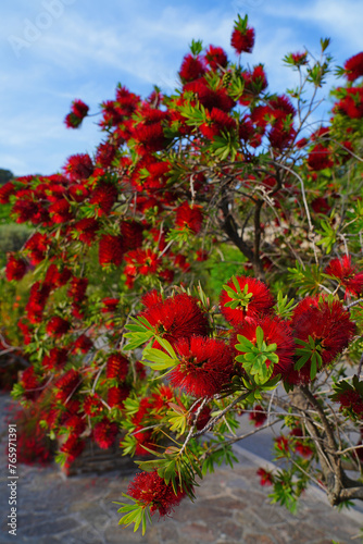 Red flowers of Bottlebrush Plant (callistemon) growing in the garden