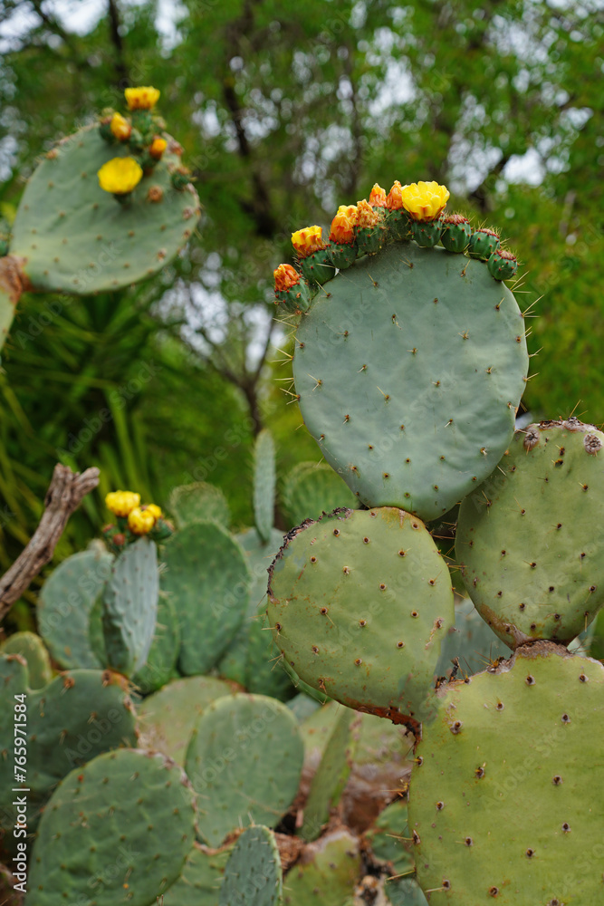 Red and yellow fruit of the prickly pear nopales cactus (opuntia) growing in Provence, France Red and yellow fruit of the prickly pear nopales cactus (opuntia) growing in Provence, France