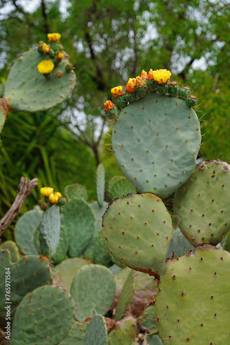 Red and yellow fruit of the prickly pear nopales cactus  opuntia  growing in Provence  France