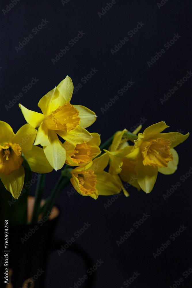 Bouquet of yellow daffodils in a cup on a black background. Close-up.