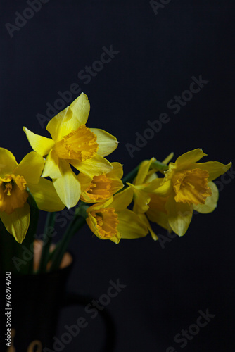 Bouquet of yellow daffodils in a cup on a black background. Close-up.