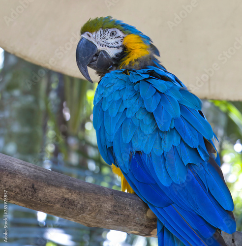 blue and yellow macaw in Costa Rica.  © Loren Biser