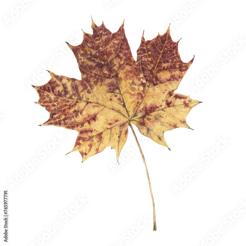 Single maple autumn leaf isolated on white background.Hand drawn detailed botanical illustration.Aquarelle design element