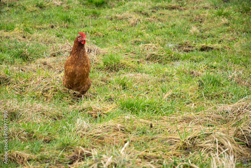 brązowa kura na zielonej trawie © Andrzej Michaluk