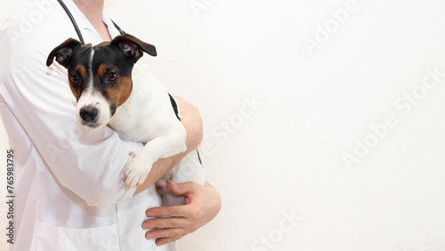 Cropped image of veterinarian doctor with stethoscope holding cute Jack Russell Terrier dog in veterinary clinic on white banner background © Ольга Листратова