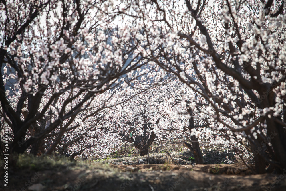 an oriental view of a farmhouse with apricot flowers an oriental view of a farmhouse with apricot flowers