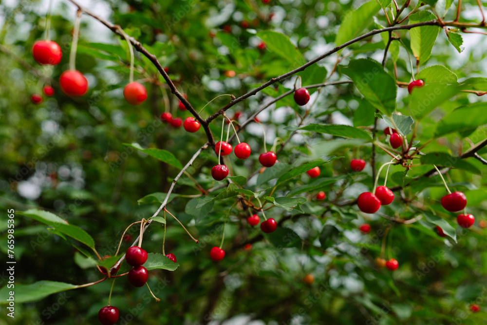 red cherries on a tree